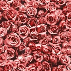 Muriva Rosalee Red Wallpaper 158502 - Feature Small Roses Floral Photographic…